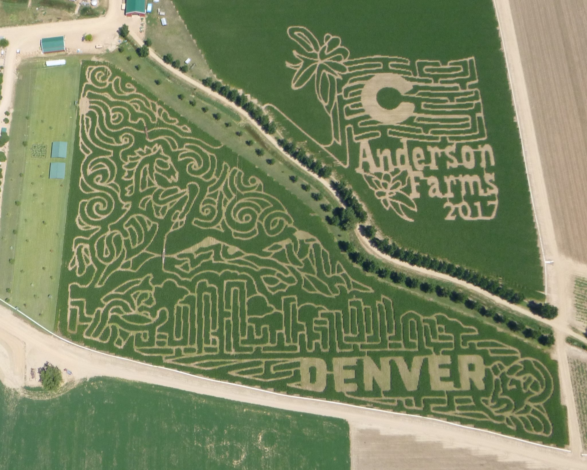 Corn Maze Anderson Farms Corn Maze Anderson Farms