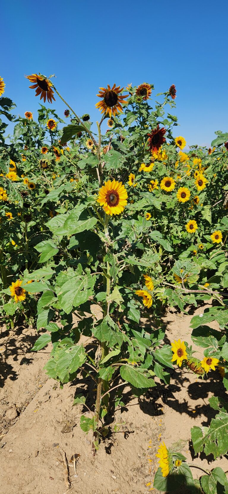 20240729_102003 Anderson Farms