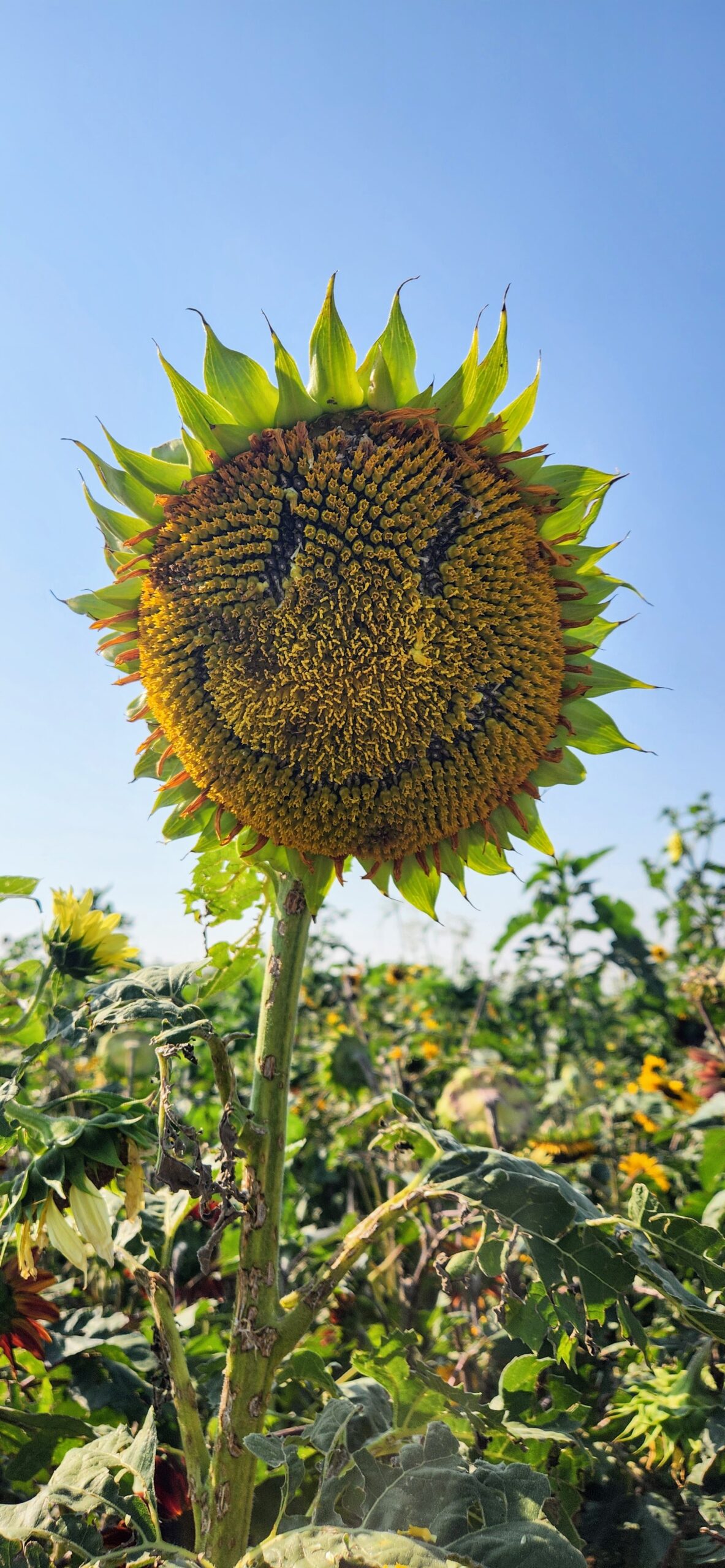 20240801_085631 Anderson Farms