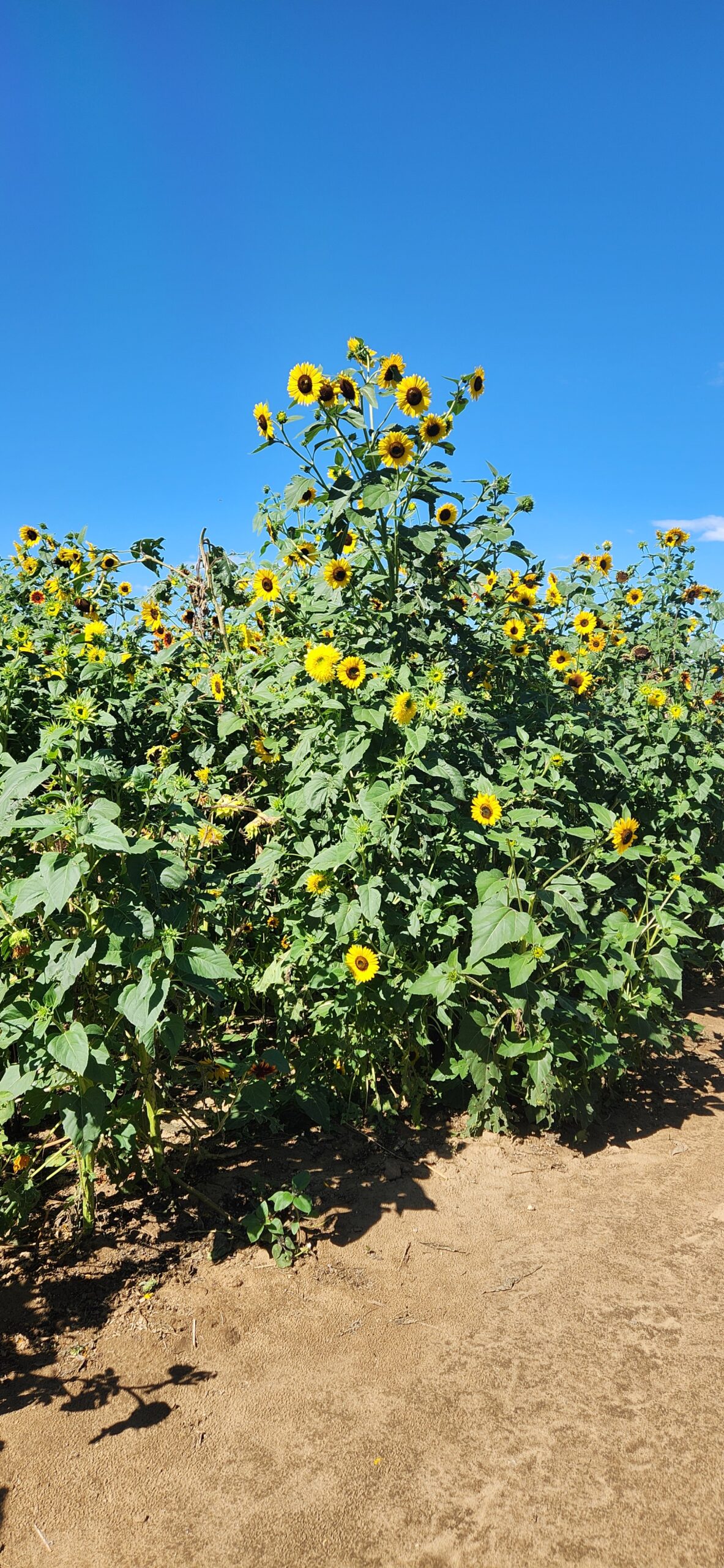 20240814_102857 Anderson Farms