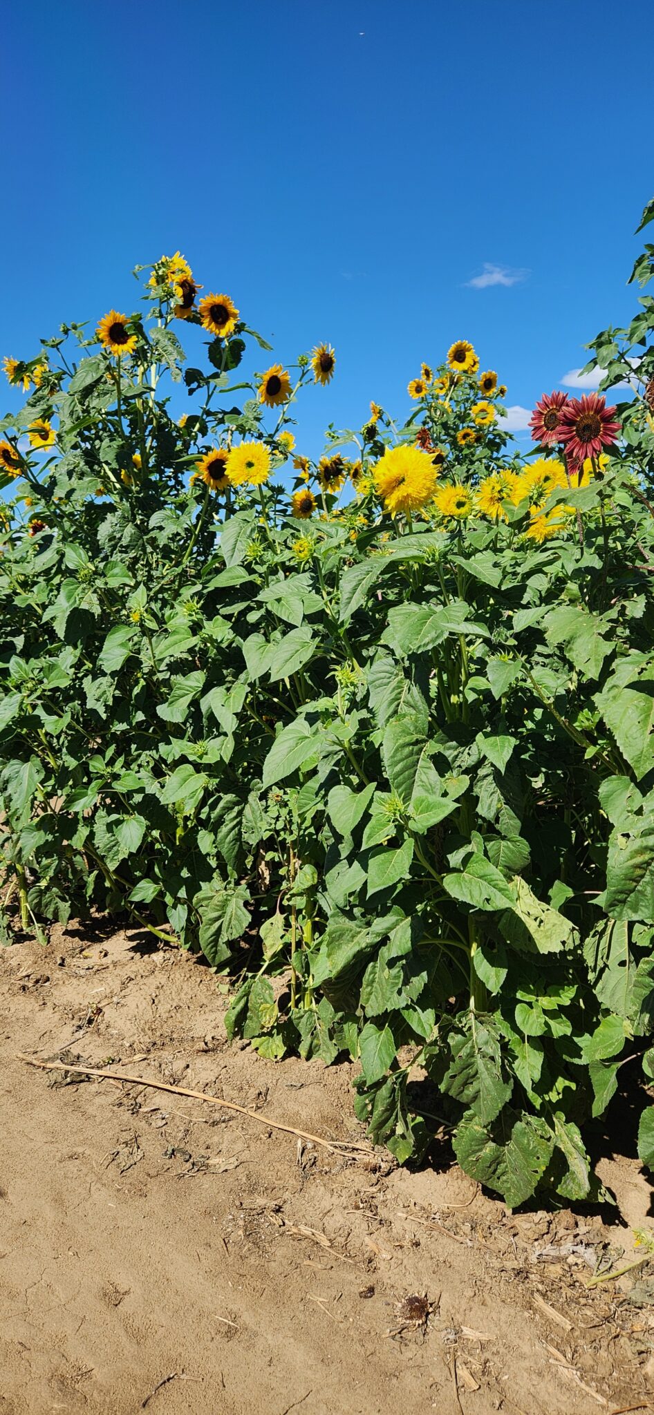 20240814_102918 Anderson Farms