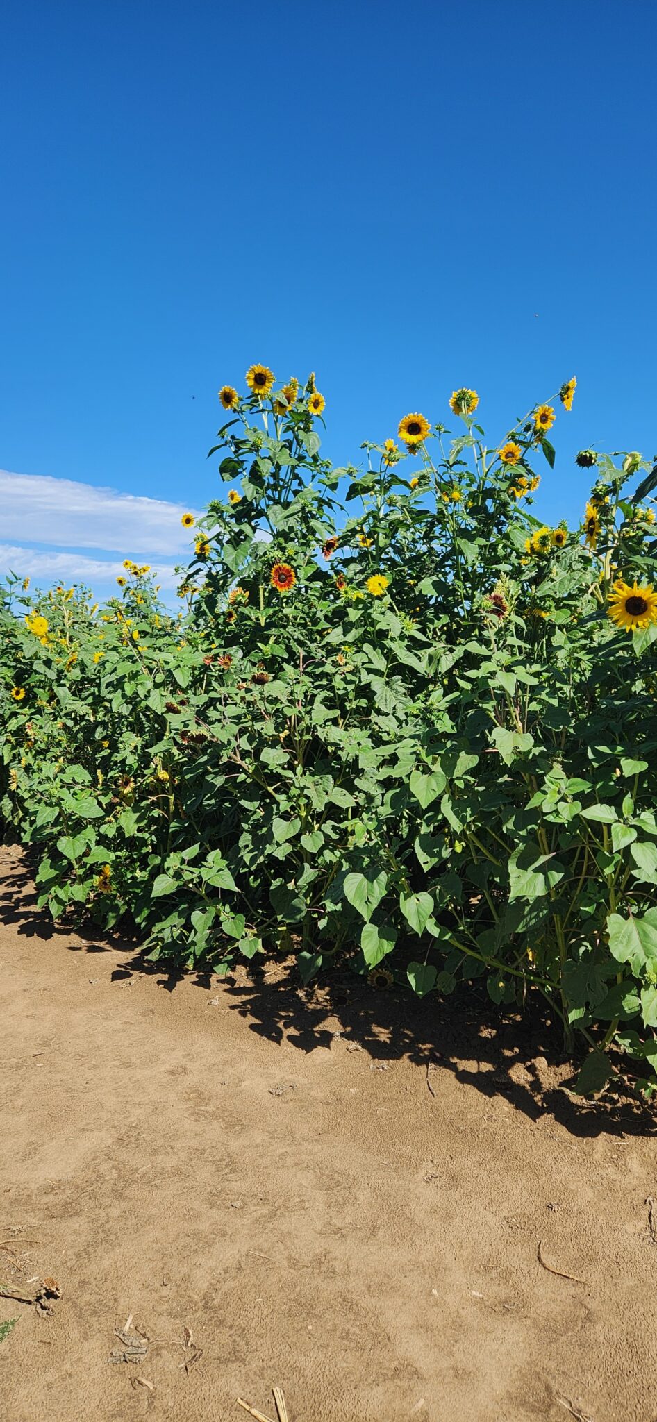 20240814_102931 Anderson Farms