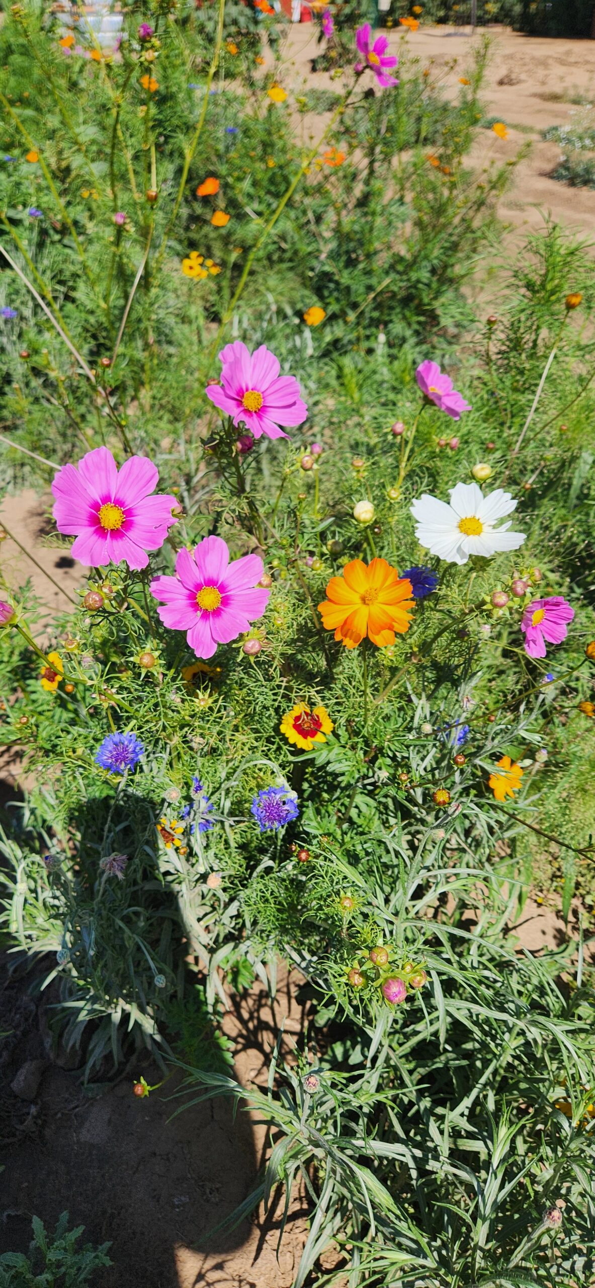 20240814_103523 Anderson Farms