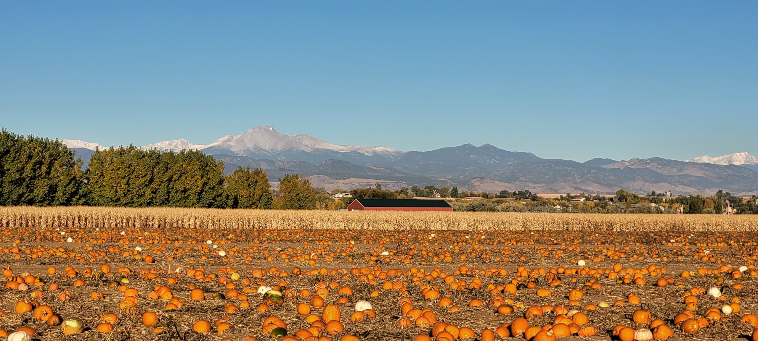Pumpkin field at Anderson Farms beneath Colorado's Front Range